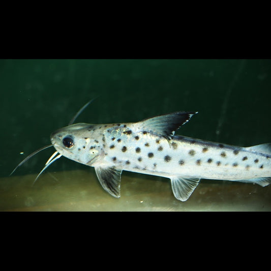Silure Platynematichthys Notatus sauvage (Platynematichthys notatus) – Sur commande