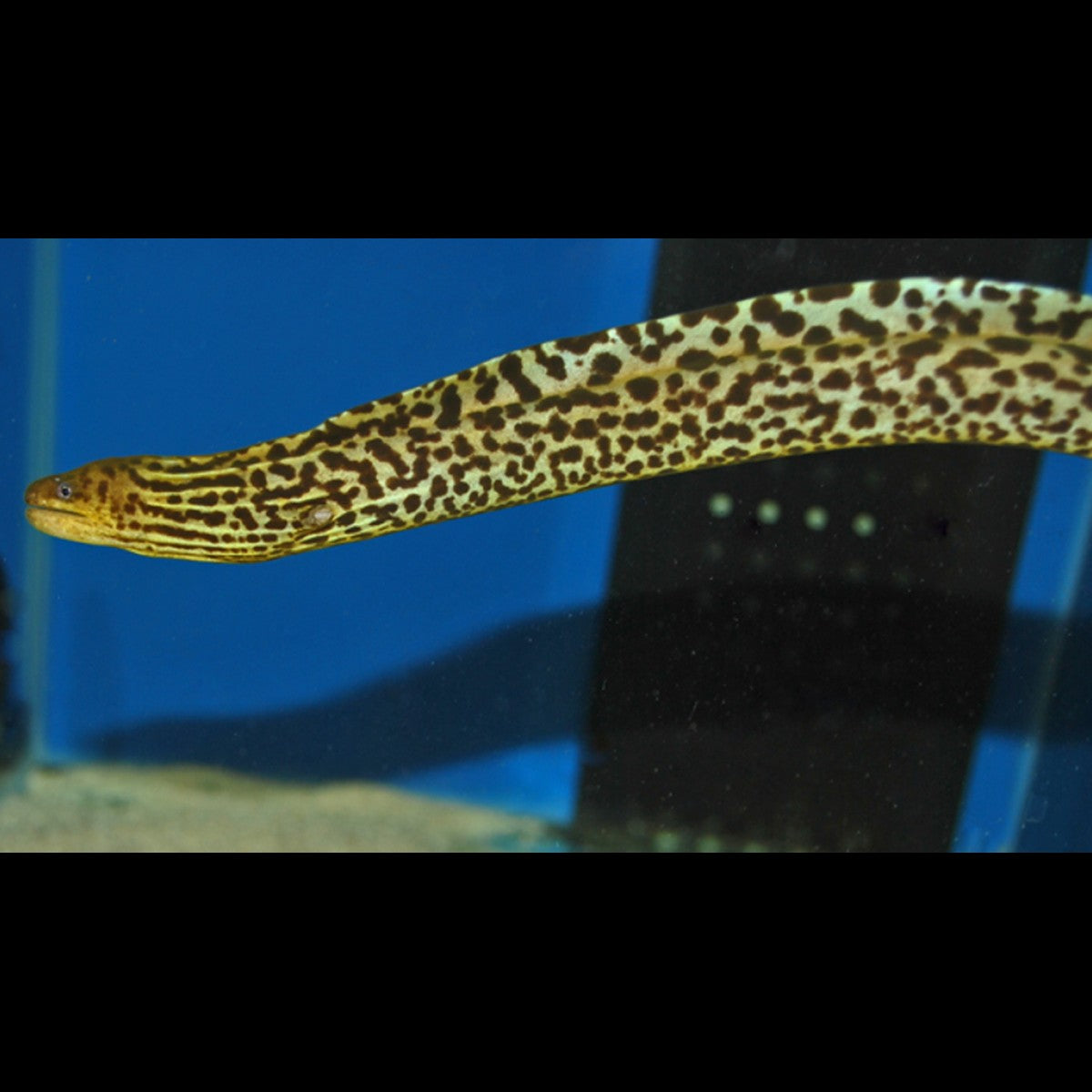 Murène D'eau Douce Tigre sauvage (Gymnothorax polyuranodon) – Sur commande