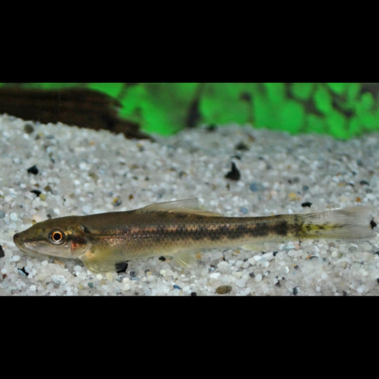 Gyrino (Gyrinocheilus aymonieri) – Sur commande – par 10