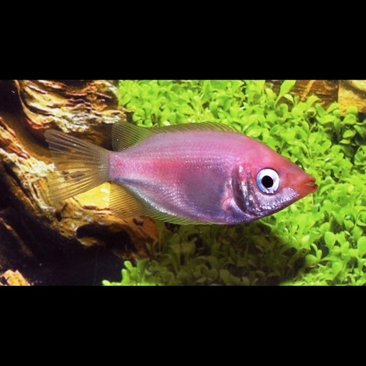 Gourami embrasseur rose (Helostoma temminckii « pink ») – Sur commande