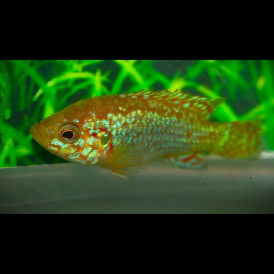 Cichlidé joyau néon bleu (Rubricatochromis lifalili « Neon Blue ») – Sur commande