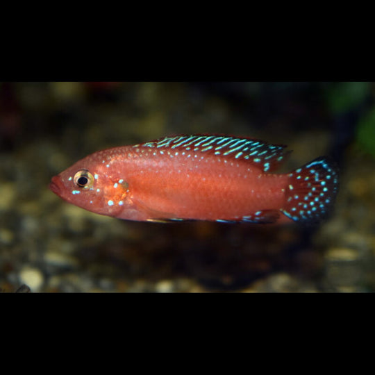 Cichlidé joyau exsul (Rubricatochromis exsul) – Sur commande
