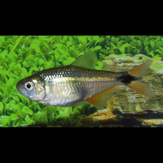 Tétra de Buenos Aires (Hyphessobrycon anisitsi) – Sur commande
