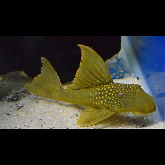 Pléco fantôme vert à haute dorsale L200 sauvage (Baryancistrus demantoides) – Sur commande