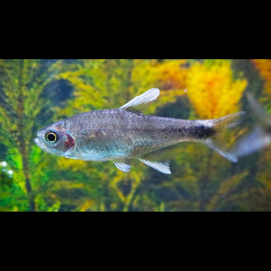 Tétra negodagua sauvage (Hyphessobrycon negodagua) – Sur commande