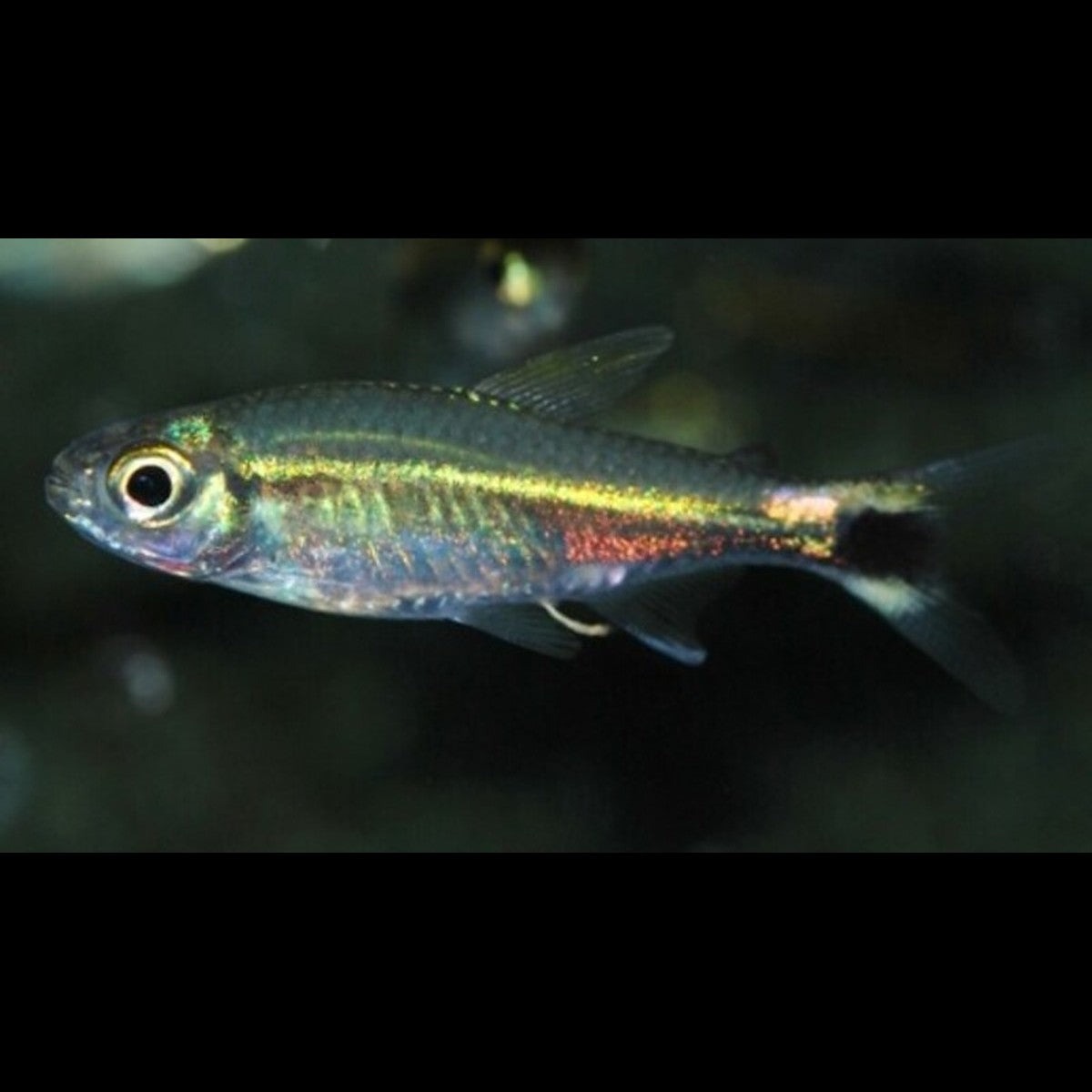 Tétra Costello sauvage (Hemigrammus hyanuary)