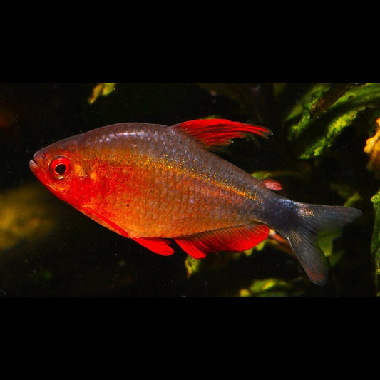 Tétra levis (Hyphessobrycon peugeoti) – Sur commande