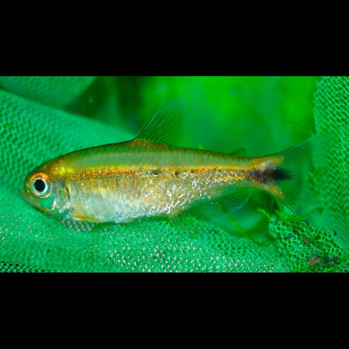 Tétra Bassam sauvage (Hemigrammus marginatus) – Sur commande