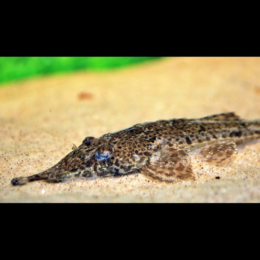 Hemiodontichthys sauvage (Hemiodontichthys acipenserinus) – Sur commande