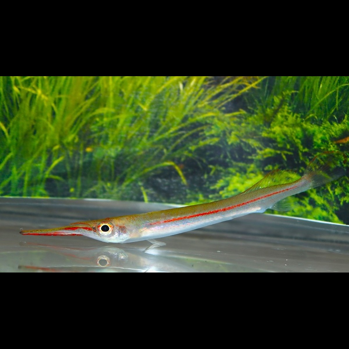 Demi-bec Phaiosoma sauvage (Hemirhamphodon phaiosoma) – Sur commande