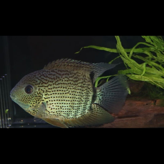 Severum efasciatus sauvage (Heros efasciatus) – Sur commande