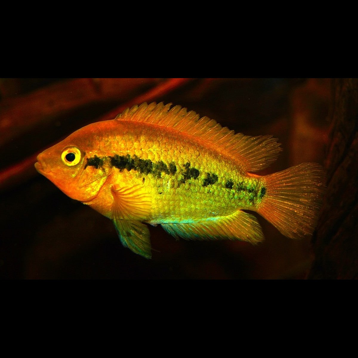 Cichlidé arc-en-ciel (Herotilapia multispinosa) – Sur commande