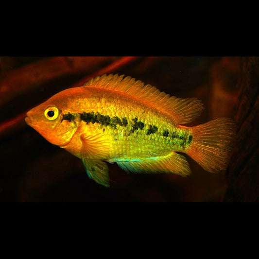 Cichlidé arc-en-ciel (Herotilapia multispinosa) – Sur commande