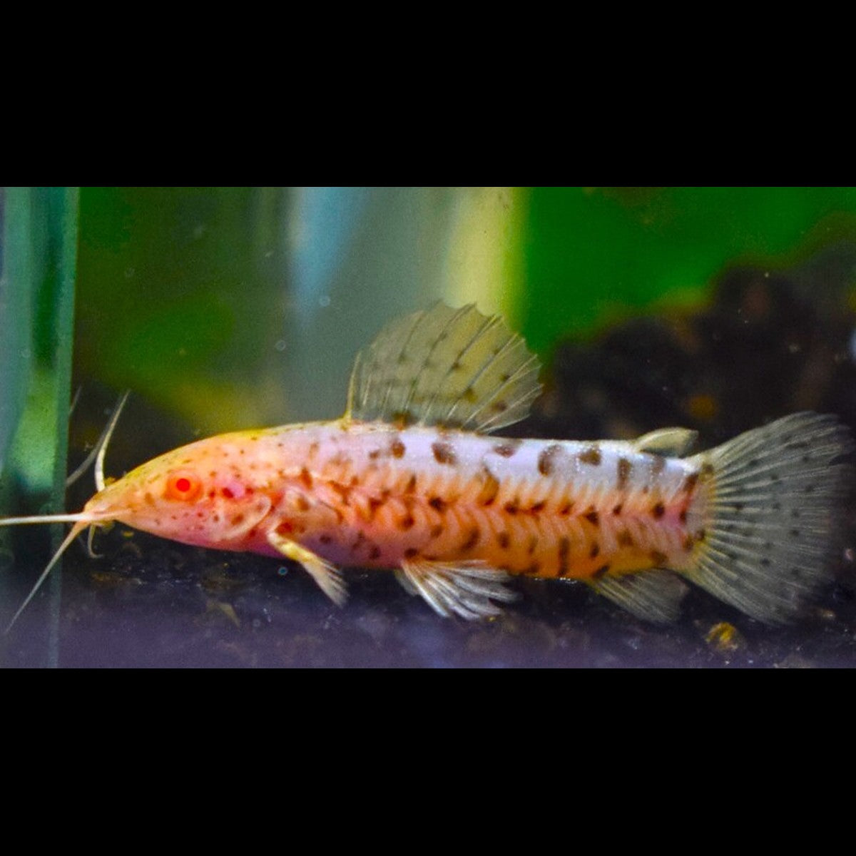 Cascadure albinos (Megalechis thoracata « albino »)