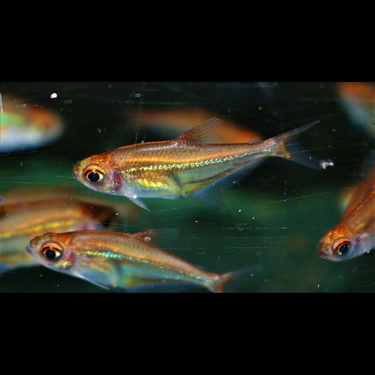 Tétra virgulatus sauvage (Heterocharax virgulatus) – Sur commande