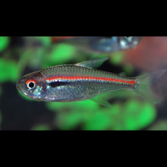 Tétra Amapa (Hyphessobrycon amapaensis) – Sur commande