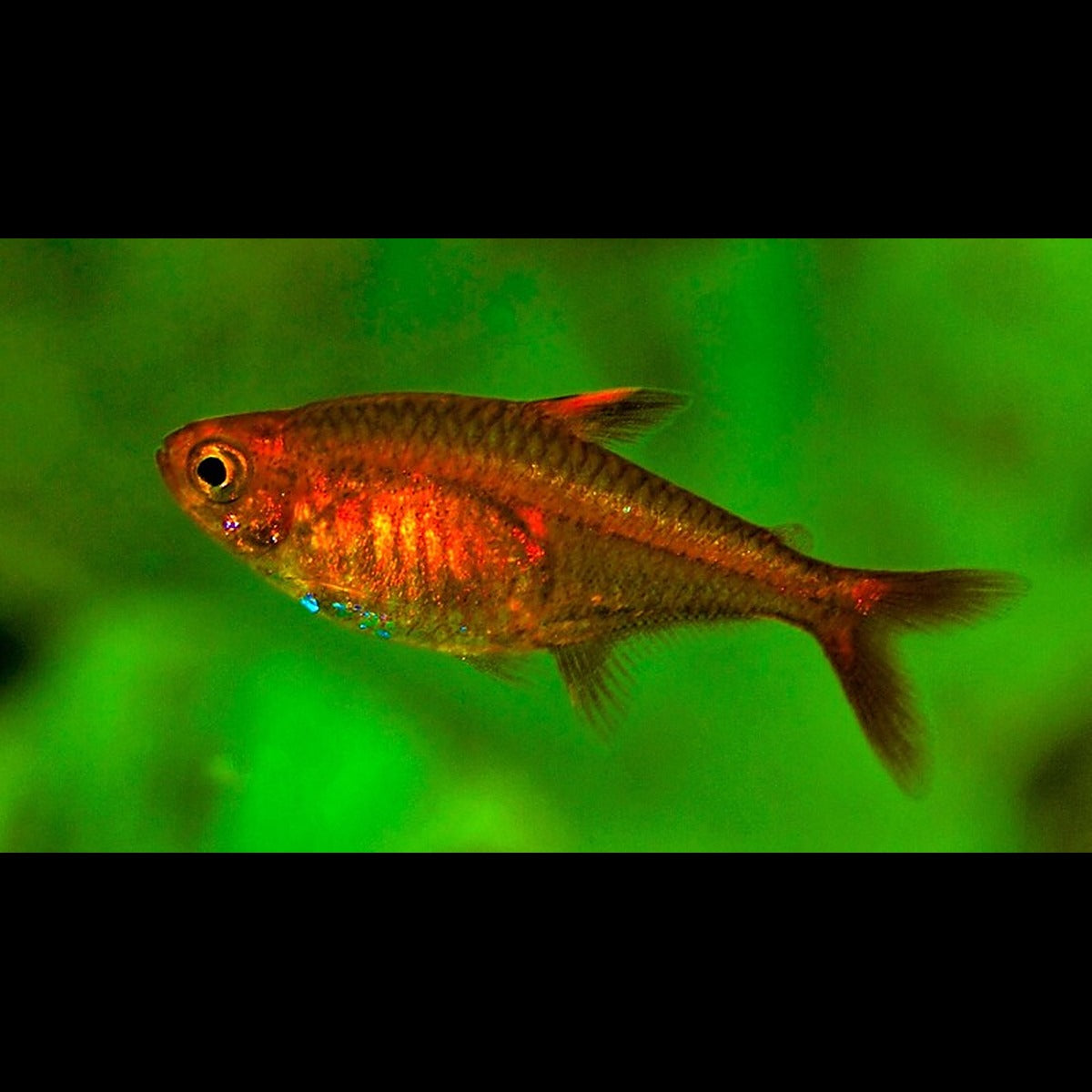 Tétra d'Amanda (Hyphessobrycon amandae) – Sur commande