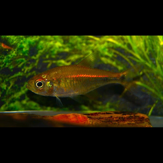 Tétra moniliger sauvage (Hyphessobrycon moniliger) – Sur commande