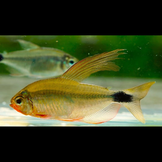 Tétra Rio Aripuana (Hyphessobrycon procyon) – Sur commande