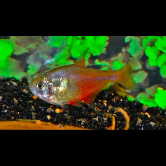 Tétra flamme (Hyphessobrycon flammeus) – Sur commande