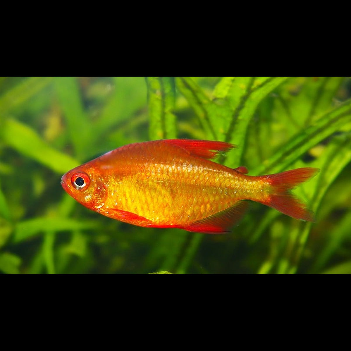 Tétra Mzuel rouge (Hyphessobrycon sp. « Mzuel red cherry ») – Sur commande