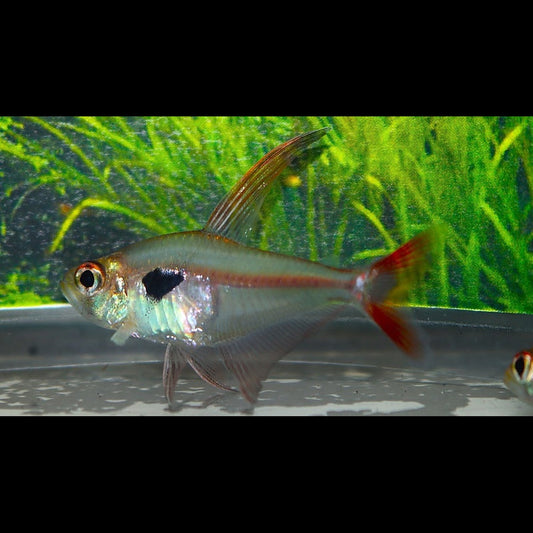 Tétra epicharis sauvage (Hyphessobrycon epicharis) – Sur commande