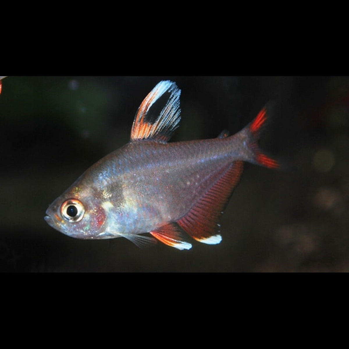 Tétra whitefin (Hyphessobrycon rosaceus « whitefin ») – Sur commande