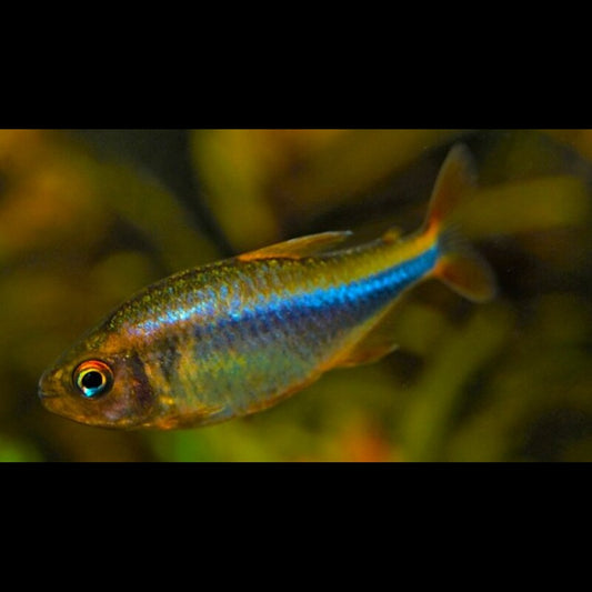 Tétra myrtille (Hyphessobrycon wadai) – Sur commande