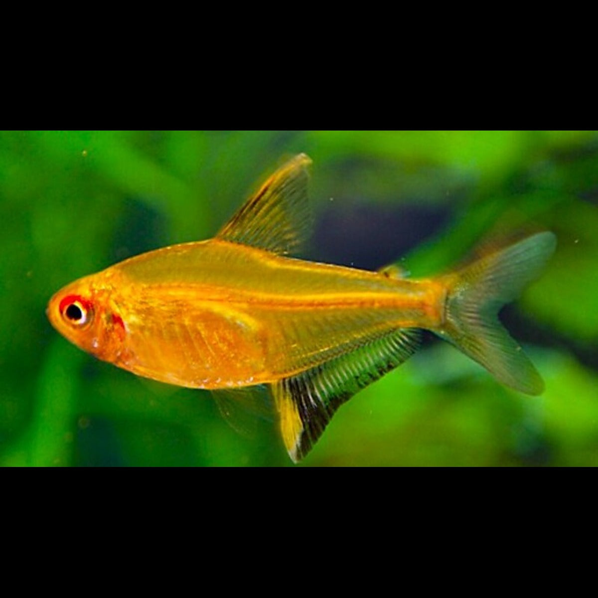 Tétra citron (Hyphessobrycon pulchripinnis) – Sur commande