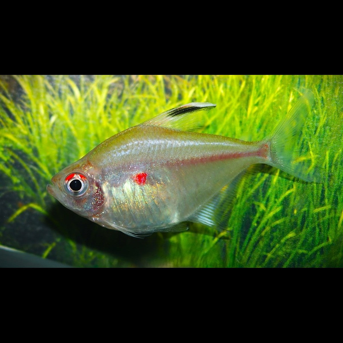 Cœur saignant sauvage (Hyphessobrycon erythrostigma)
