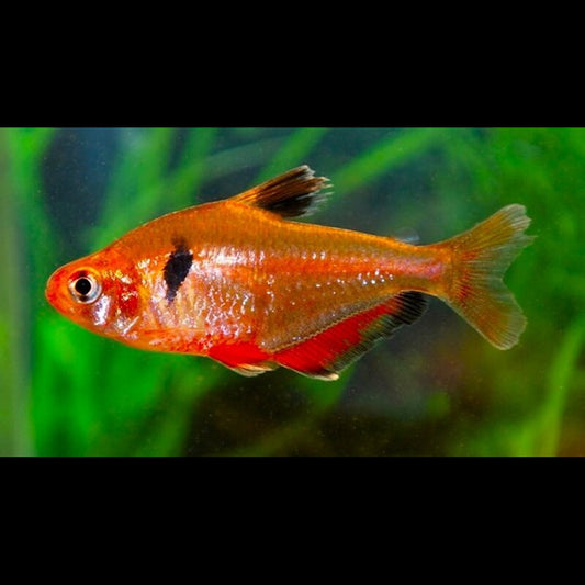 Tétra joyau (Hyphessobrycon eques) – Sur commande