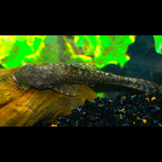 Otocinclus géant sauvage (Hypoptopoma gulare) – Sur commande
