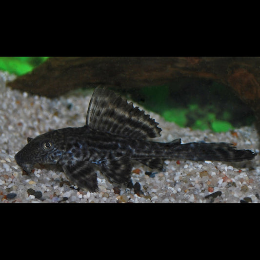 Pléco commun (Pterygoplichthys pardalis) – Sur commande – par 10
