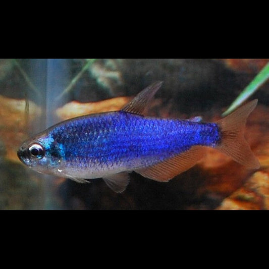 Tétra royal super bleu (Inpaichthys kerri « super blue ») – Sur commande