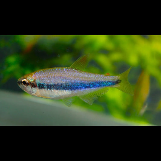 Tétra royal (Inpaichthys kerri) – Sur commande