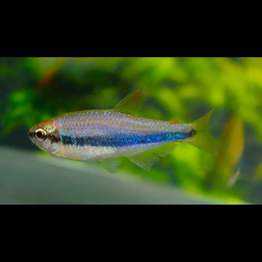 Tétra royal (Inpaichthys kerri) – Sur commande