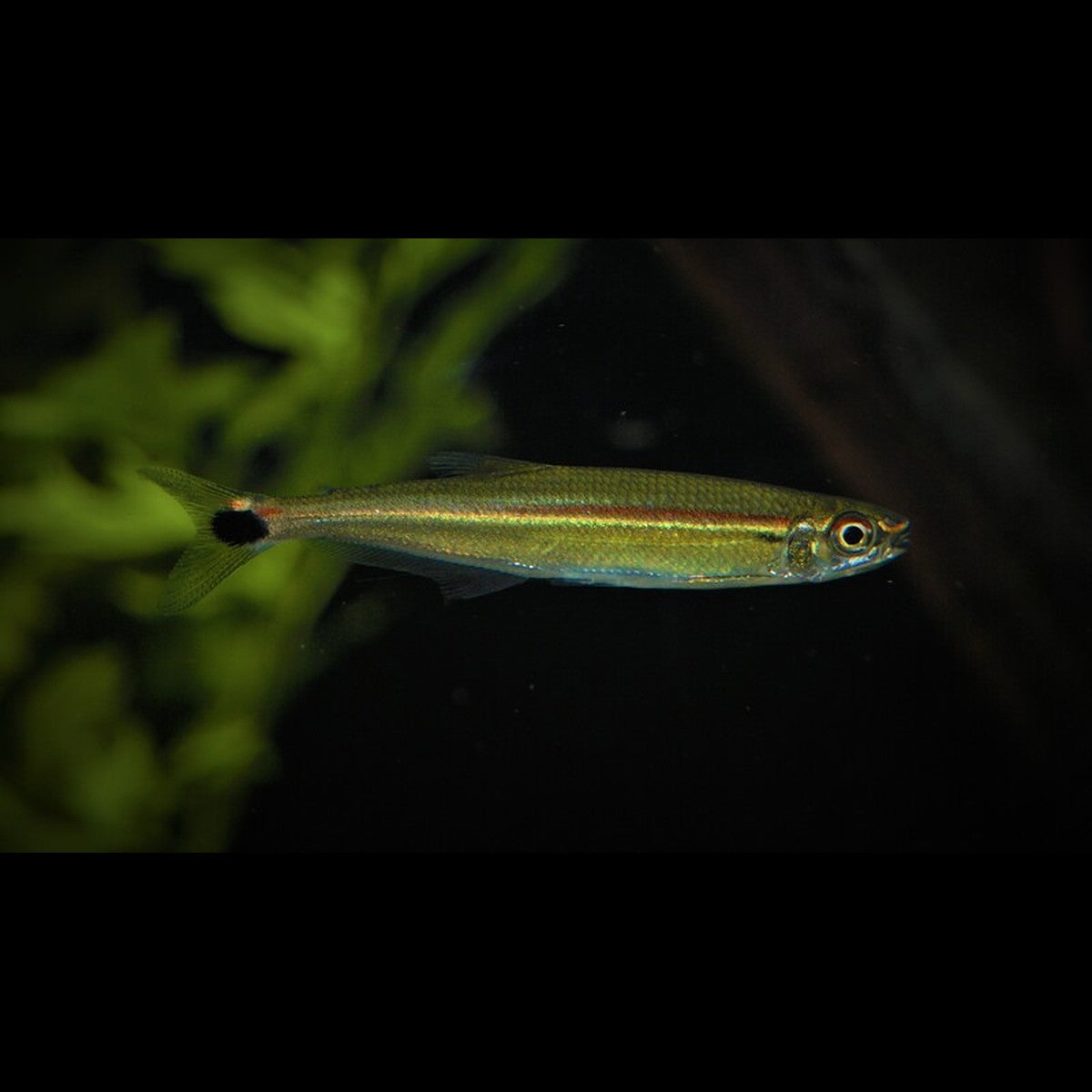 Iguanodectes adujai sauvage (Iguanodectes adujai)