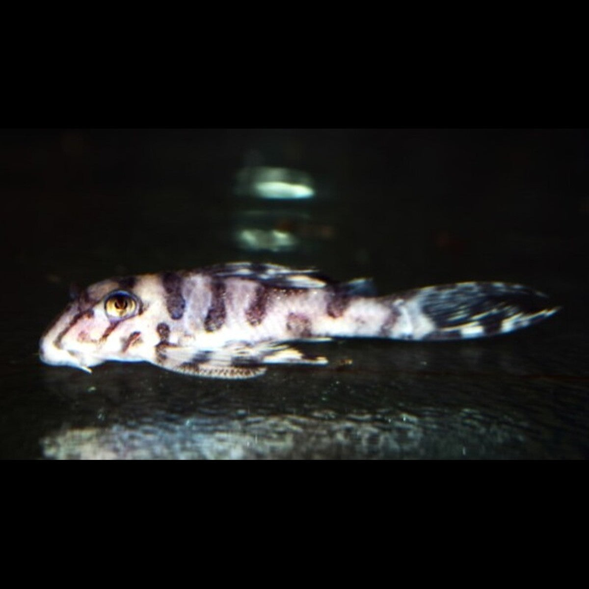 Pléco clown L236 (Hypancistrus sp. L236) – Sur commande