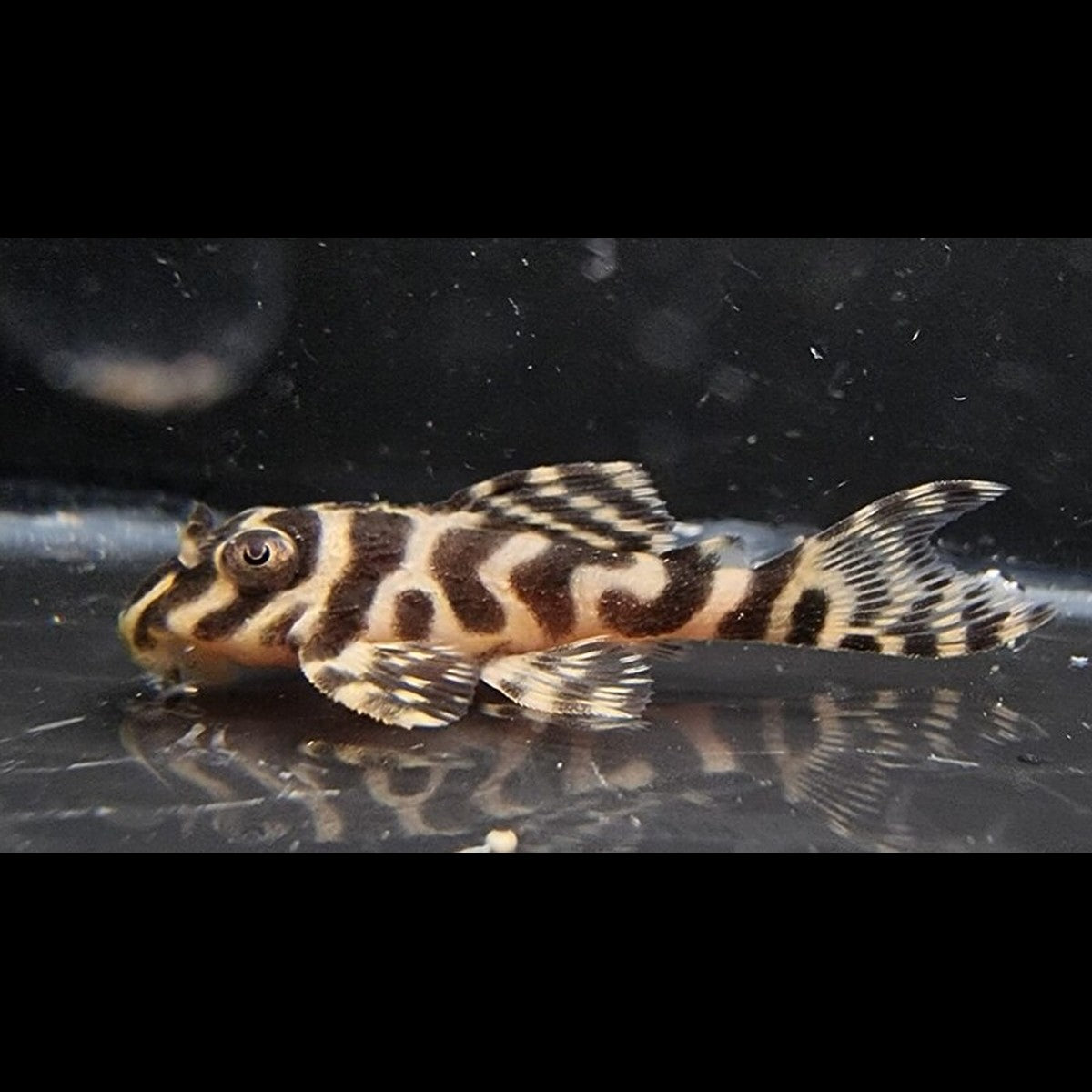 Pléco roi tigre L066 (Hypancistrus sp. L066) – Sur commande