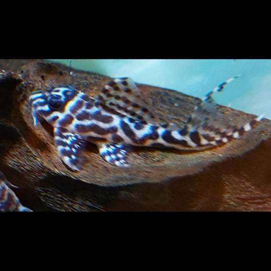 Hypancistrus L400 (Hypancistrus sp. L400) – Sur commande
