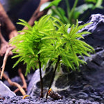 Climacium japonicum