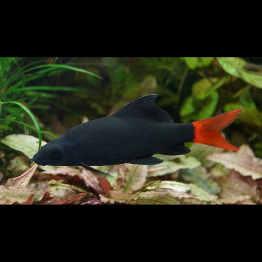 Labéo bicolore (Epalzeorhynchos bicolor) – Sur commande – par 10
