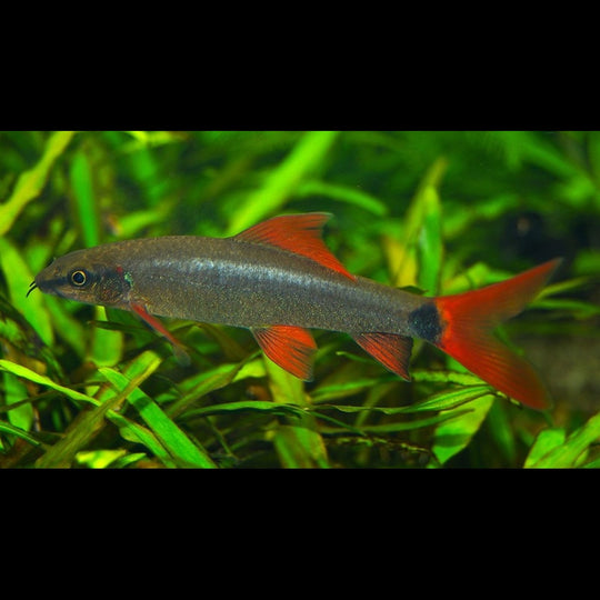 Labéo à nageoires rouges (Epalzeorhynchos frenatum) – Sur commande – par 10