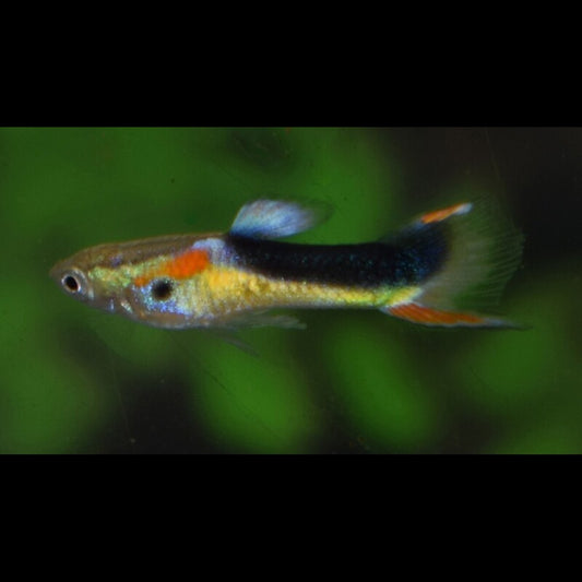 Guppy Endler Jaune HALF Tuxedo (m/f) (Poec. wingei half tuxedo yellow) – Sur commande – par 10