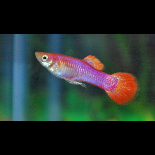 Guppy ROSE (mâle) (Poec. RET. pink) – Sur commande – par 10