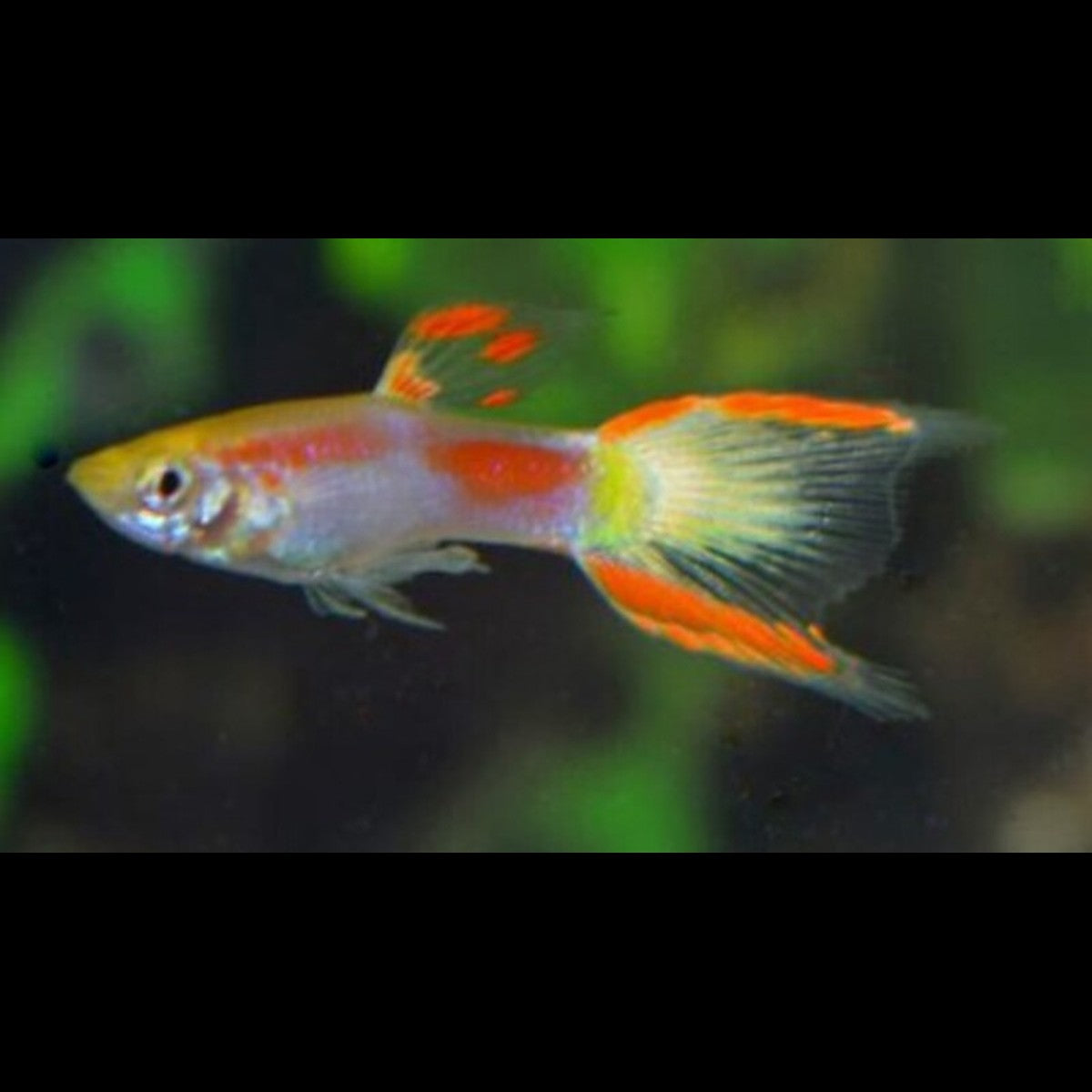 Guppy Endler Jaune Laser TAIL (m/f) (Poec. wingei yellow laser tail) – Sur commande – par 10