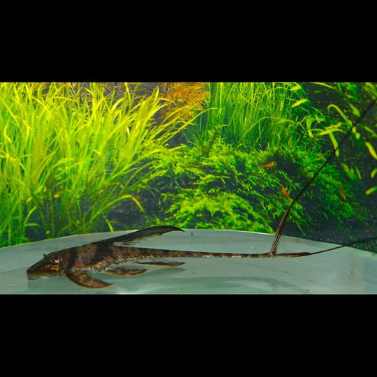 Loricaria géant Llanero sauvage (Lamontichthys llanero) – Sur commande