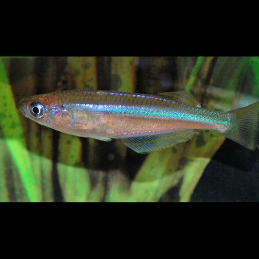 Killi Perlé DU Tanganika (Lamprichthys tanganicanus) – Sur commande