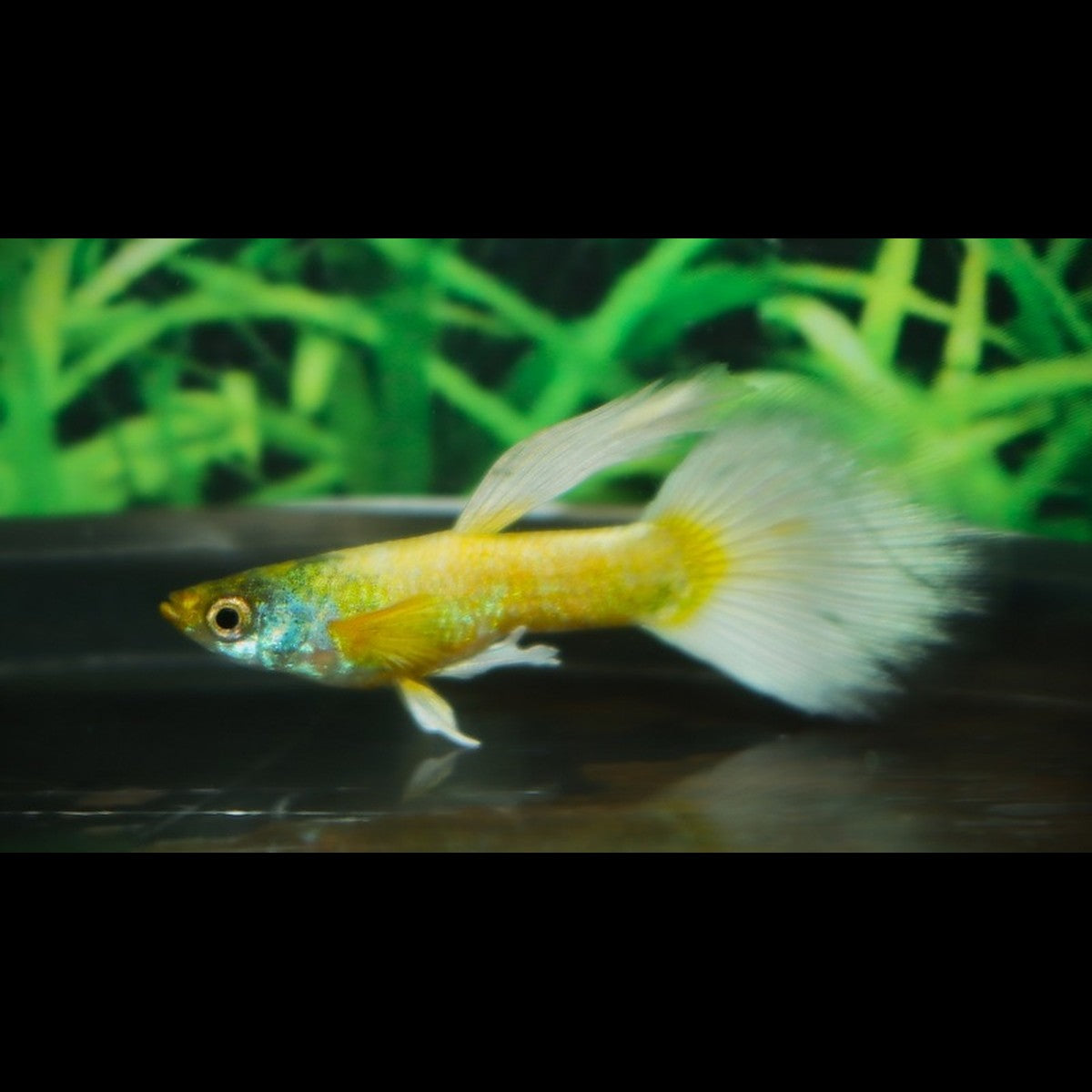 Guppy Luminious OR (mâle) (Poec. RET. luminious gold) – Sur commande – par 10