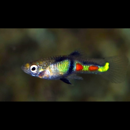Guppy Endler EL Tigre (m/f) (Poec. wingei el tigre) – Sur commande – par 10